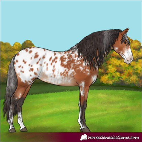 Horse Color:White Spotted Bay Sabino Blanket