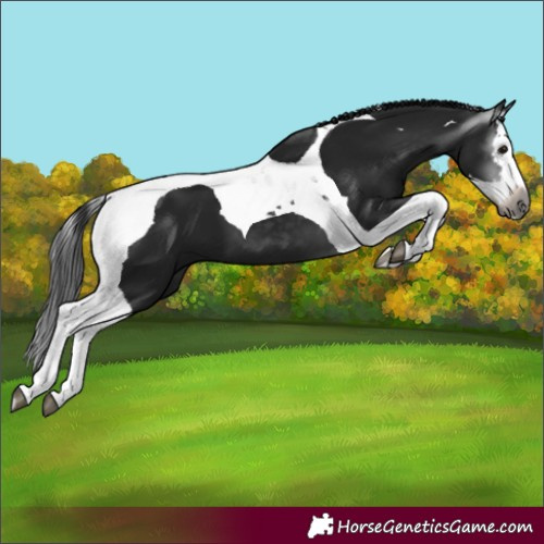 Horse Color:Unknown 