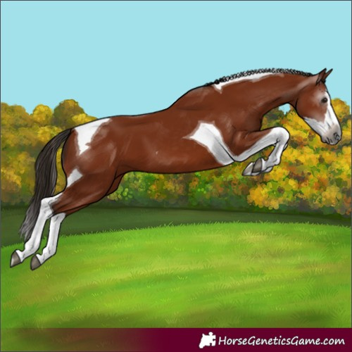 Horse Color:Unknown 