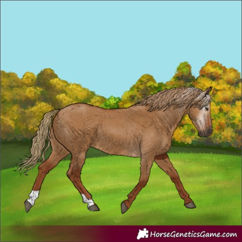 Horse Color:Gray Red Dun