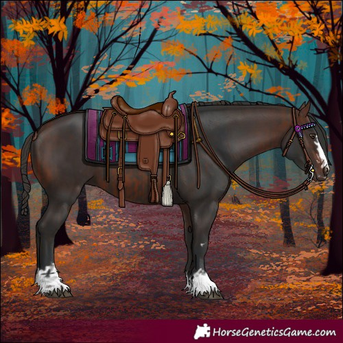 Horse Color:Liver Chestnut  and Bay 