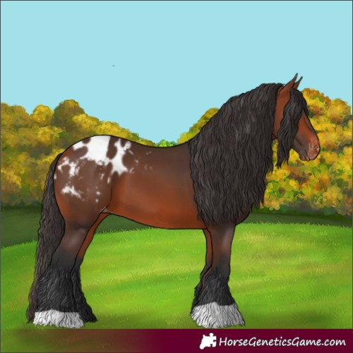 Horse Color:Bay Blanket 