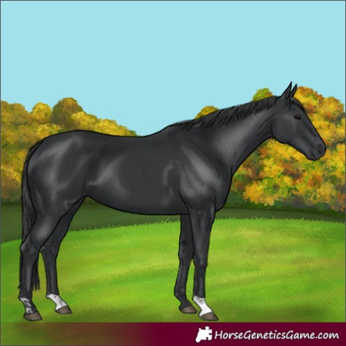 Horse Color:Black and Black