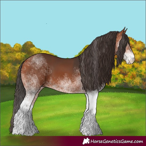 Horse Color:White Spotted Bay 