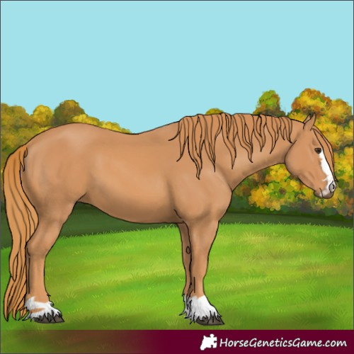Horse Color:Chestnut 