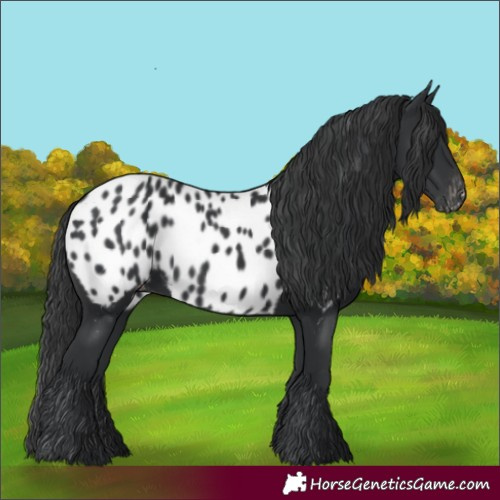 Horse Color:Black Near Leopard Rabicano