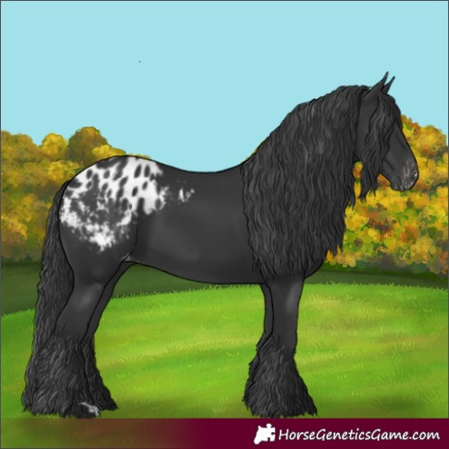 Horse Color:Black Blanket Rabicano 