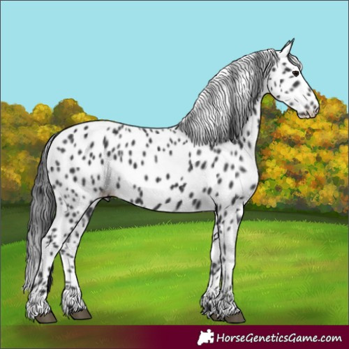 Horse Color:Black Leopard 