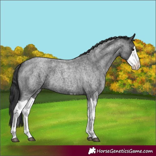 Horse Color:Blue Roan Splash 