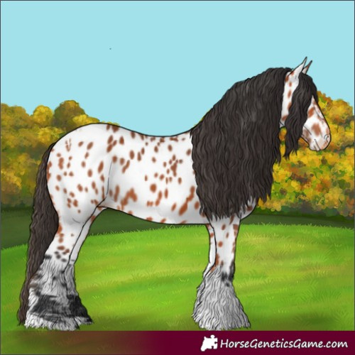 Horse Color:Bay Tobiano Near Leopard