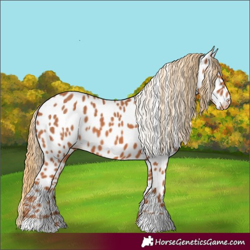 Horse Color:Chestnut Near Leopard