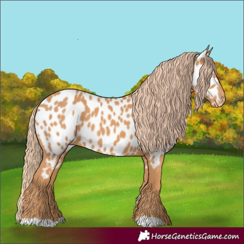 Horse Color:Chestnut Near Leopard 