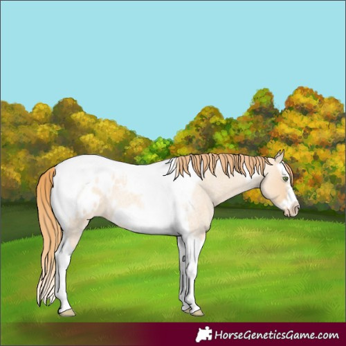 Horse Color:Gold Champagne Roan Dun Splash Tobiano Frame Blanket Rabicano