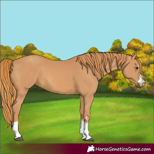 Horse Color:Chestnut 