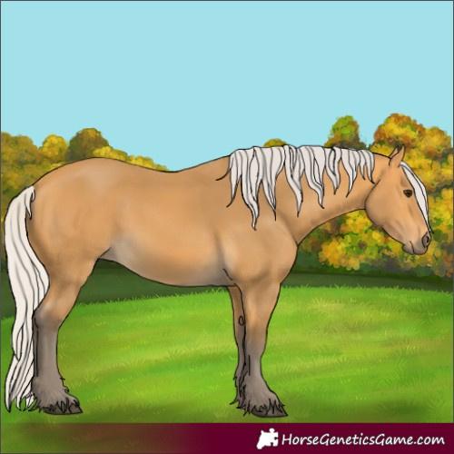 Horse Color:Silver Buckskin 