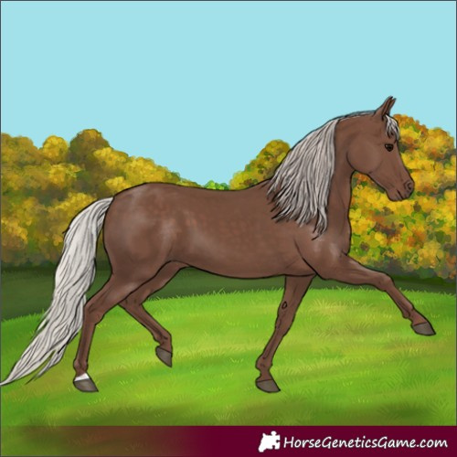 Horse Color:Silver Black