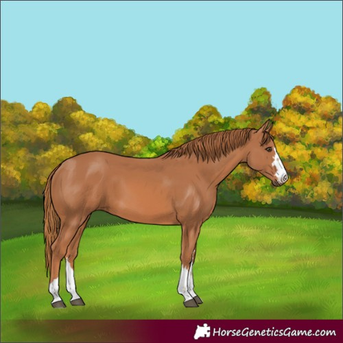 Horse Color:Unknown