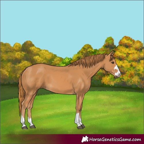 Horse Color:Unknown 