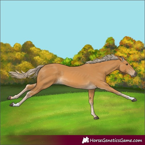Horse Color:Palomino