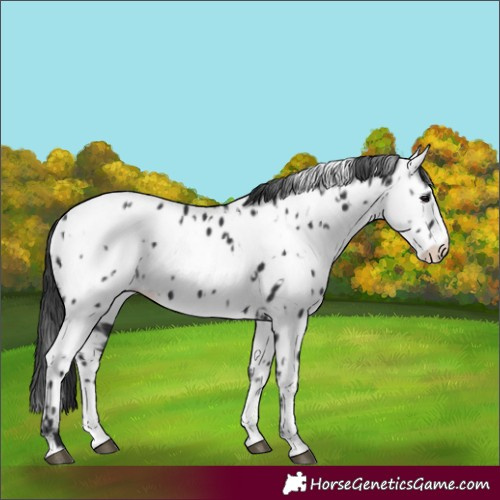 Horse Color:Black Sabino Splash Near Leopard and Black Sabino Splash Near Fewspot