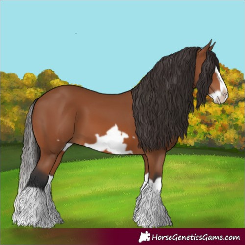 Horse Color:Bay Splash Frame