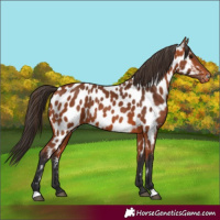 Horse Color:Bay Near Leopard