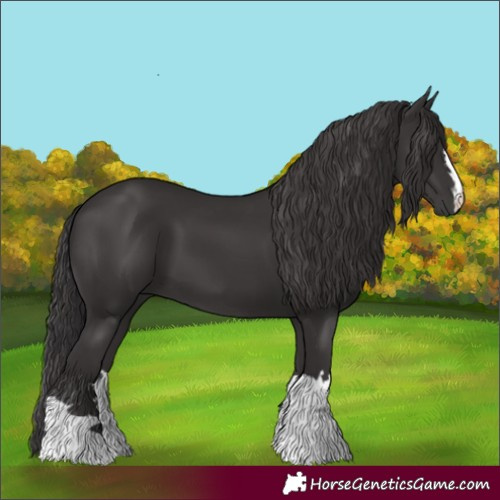 Horse Color:Smoky Black 