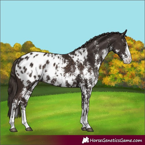 Horse Color:Liver Chestnut Sabino Splash Blanket and Liver Chestnut Sabino Splash Blanket