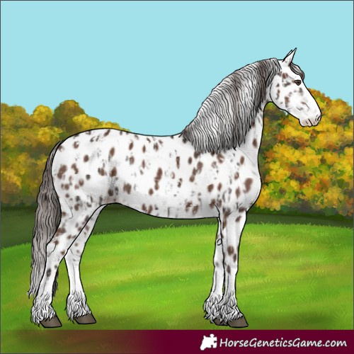 Horse Color:Liver Chestnut Sabino Splash Leopard and Liver Chestnut Sabino Splash Leopard