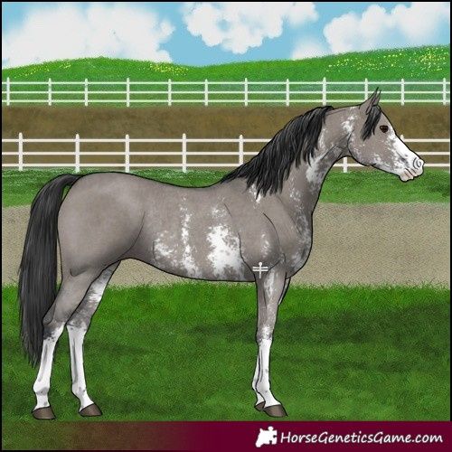 Horse Color:Grullo Sabino Rabicano