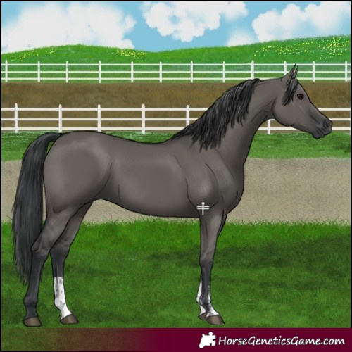 Horse Color:Grullo Sabino Rabicano