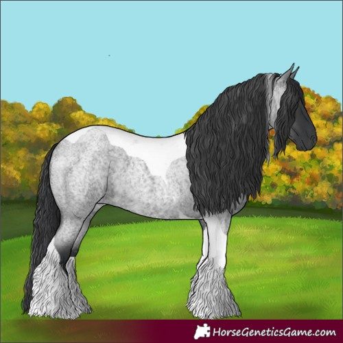 Horse Color:Blue Roan Tobiano 
