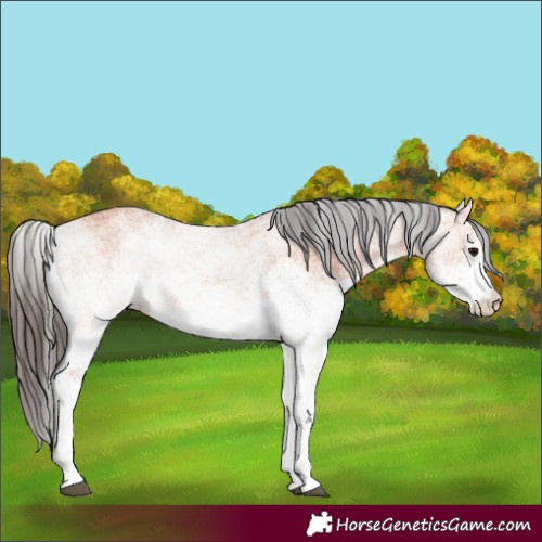 Horse Color:White Spotted Bay 