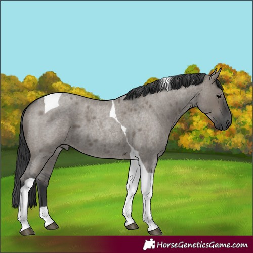 Horse Color:Unknown 