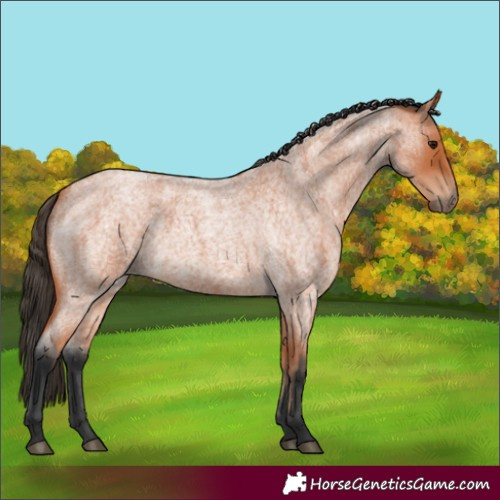 Horse Color:Bay Roan 