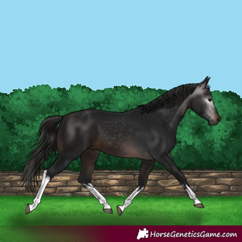 Horse Color:Gray White Spotted Bay 