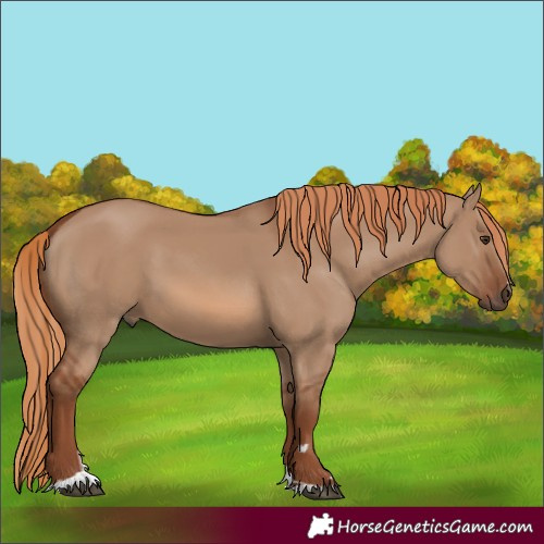 Horse Color:Unknown 
