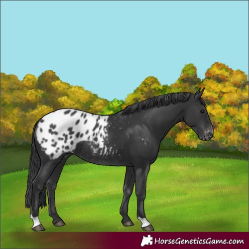 Horse Color:Black Blanket Rabicano