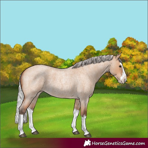 Horse Color:Silver Bay Roan Dun Splash 