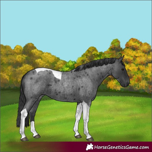 Horse Color:Blue Roan Tobiano