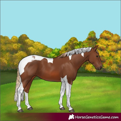 Horse Color:Chestnut Tobiano