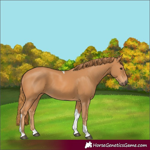 Horse Color:Chestnut Tobiano