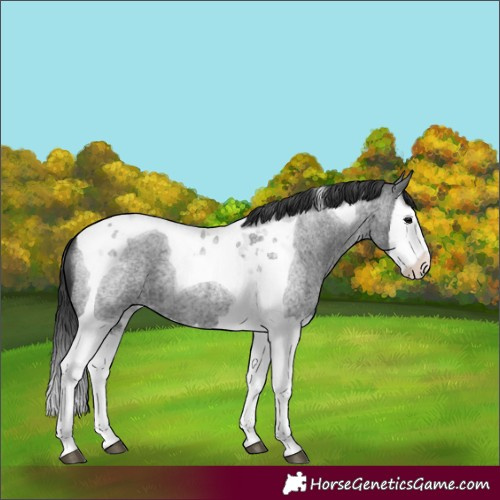 Horse Color:Blue Roan Splash Tobiano