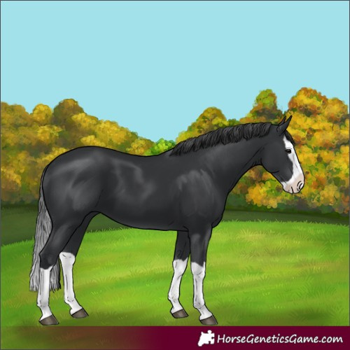 Horse Color:Black Splash 
