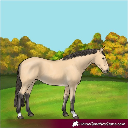 Horse Color:Buckskin 