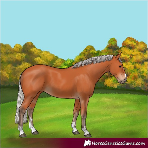 Horse Color:Silver Bay 