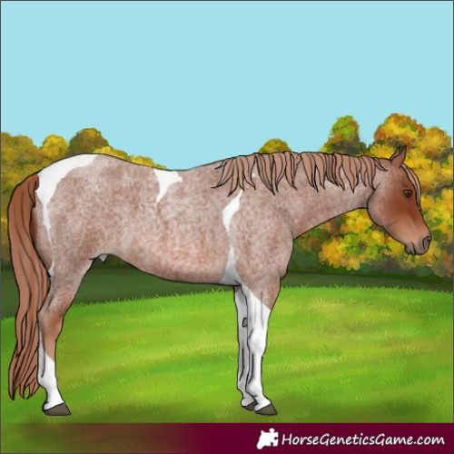 Horse Color:Red Roan Tobiano