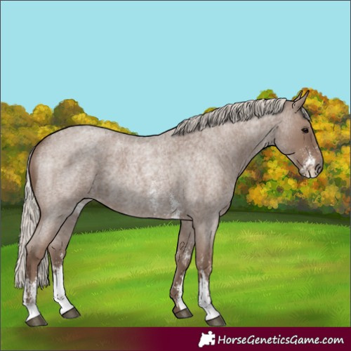 Horse Color:Silver Blue Roan Sabino 