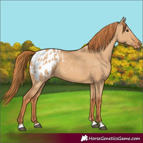 Horse Color:Red Dun Blanket 