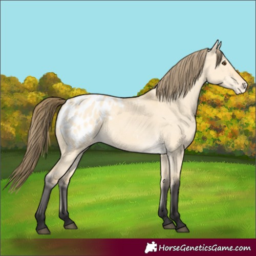 Horse Color:Buckskin Dun Blanket 